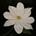 tn_Tulipano bianco  90x90